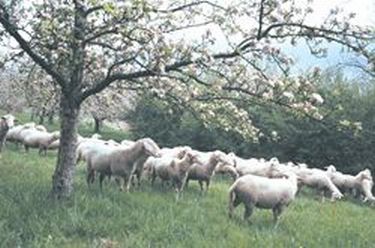 Sheep Pasture Blue Seal