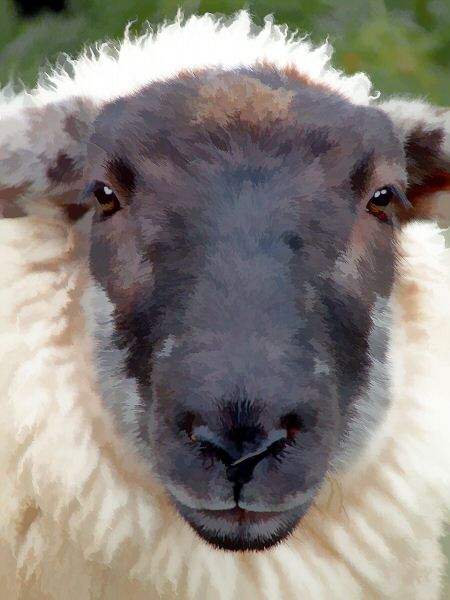 Sheep Portrait