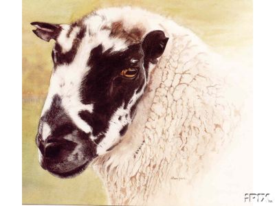 Sheep Portrait B