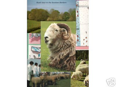 Sheep Post Card Collage