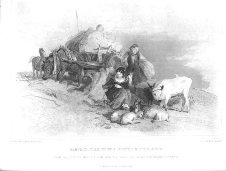 Sheep Print From Scotland