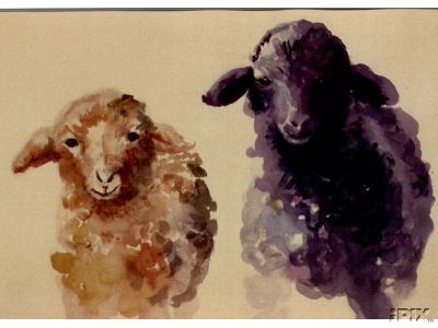 Sheep Print Moorit and Black