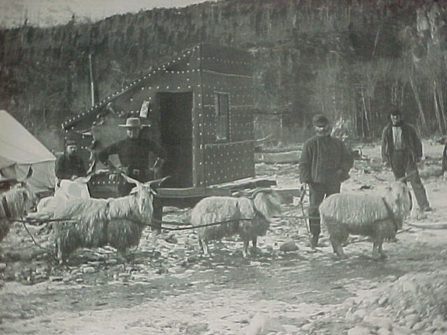 Sheep Pulling a Sled
