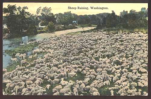 Sheep Raising Washington
