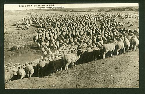 Sheep Ranch 101