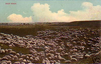 Sheep Ranch Old Postcard 1912