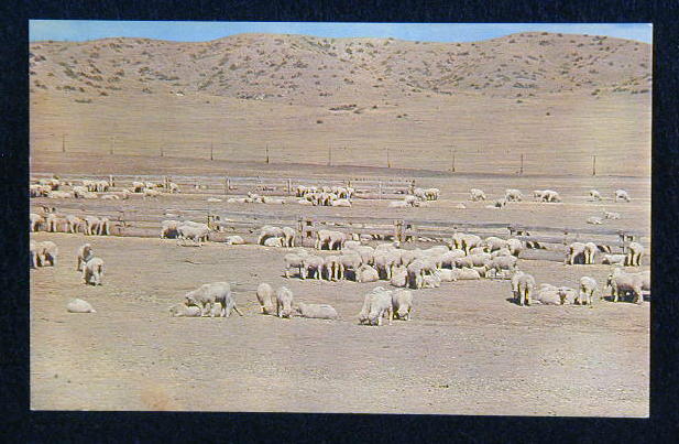 Sheep Ranch on the Western Plains