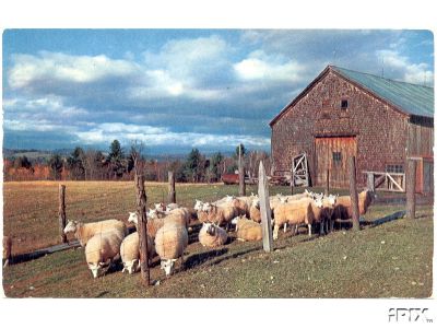 Sheep Ready to Shear