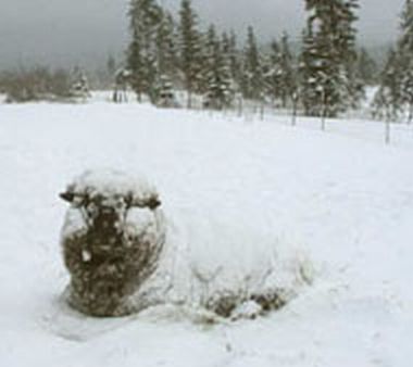 Sheep Reclineing in Snow