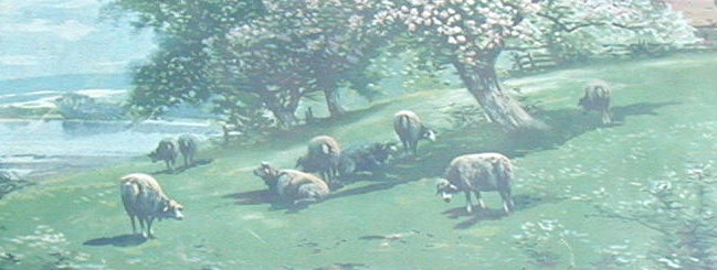 Sheep Reclining