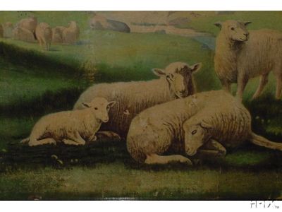 Sheep Recumbent3
