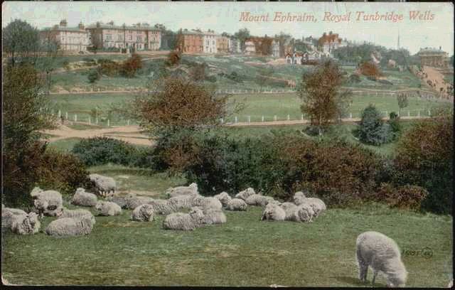 Sheep Rest on the Hill