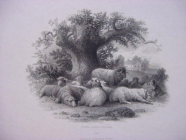 Sheep Rest Under the Oak