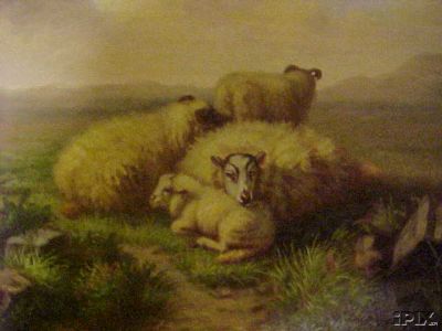 Sheep Resting1