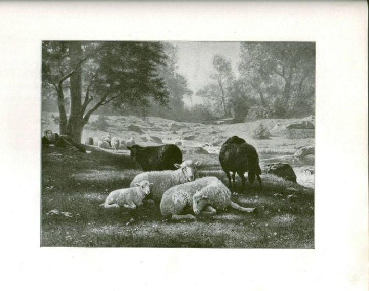 Sheep Resting By a Stream