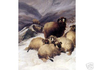 Sheep Resting in Winter