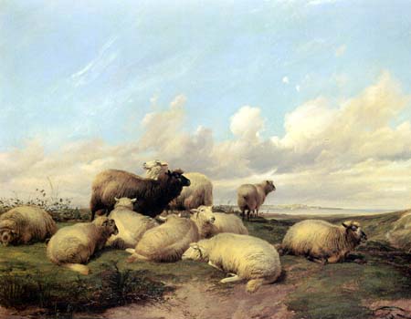 Sheep Resting on the Coast of Kent