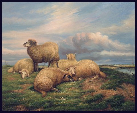 Sheep Resting on the Moor