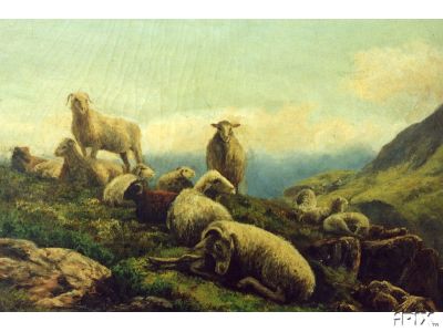Sheep Resting on the Mountain