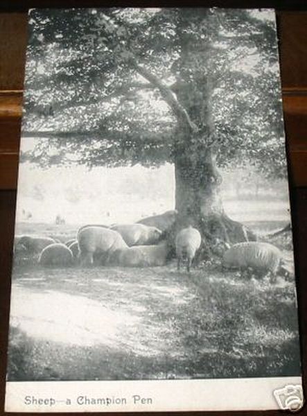 Sheep Resting Under a Tree
