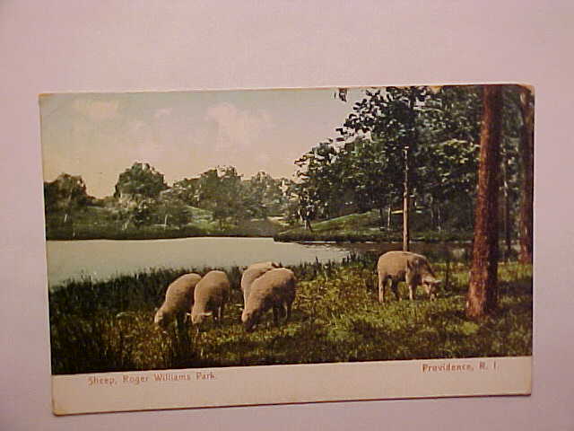 Sheep Roger Williams Park Providence Rhode Island