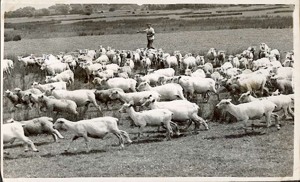 Sheep Round Up