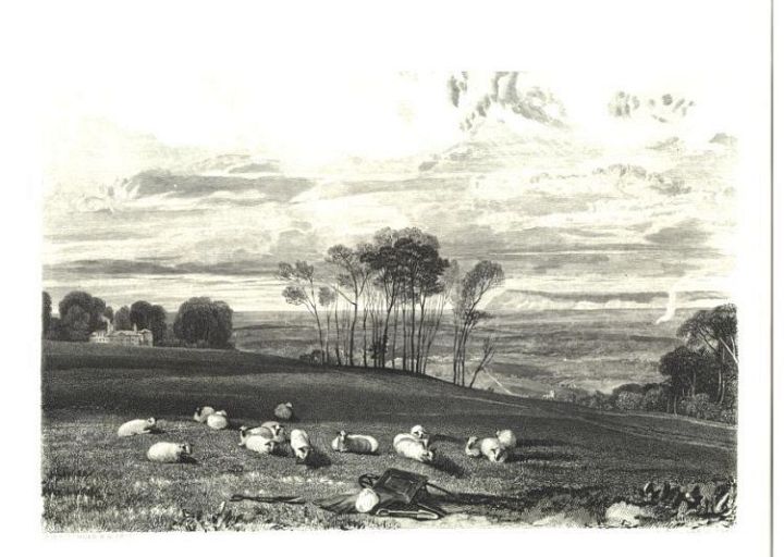 Sheep Ruminating