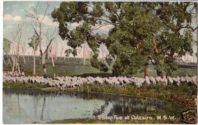 Sheep Run Culcairn