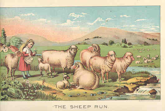 Sheep Run in Spring