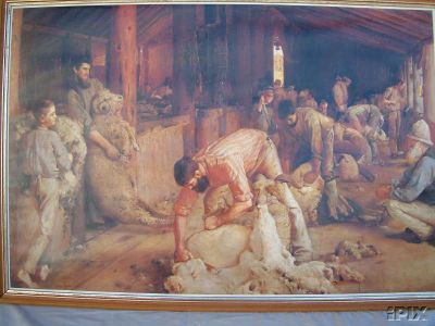 Sheep Shearers Shearing