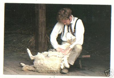 Sheep Shearing at Old Sturbridge Village