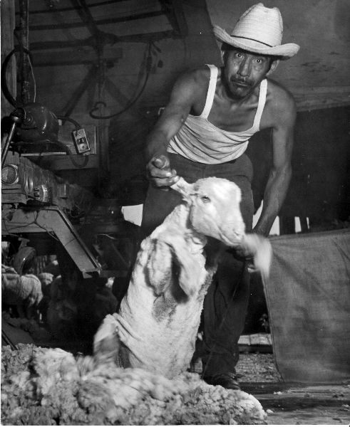 Sheep Shearing Farming Landers 2Ranch Texas Photo 1950