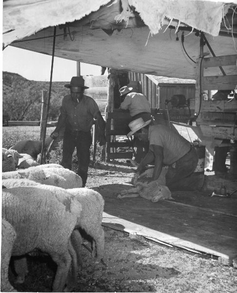 Sheep Shearing Farming Landers Ranch Texas Photo 1950