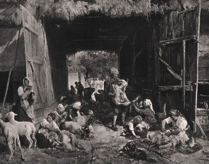 Sheep Shearing in Barn