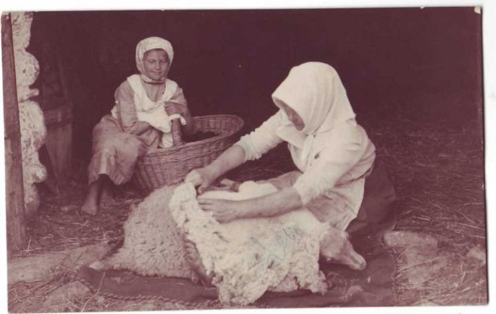 Sheep Shearing in Estonia