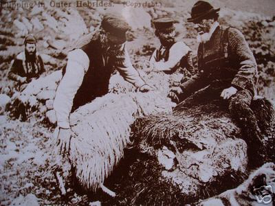 Sheep Shearing in Hebrides Circa 1900