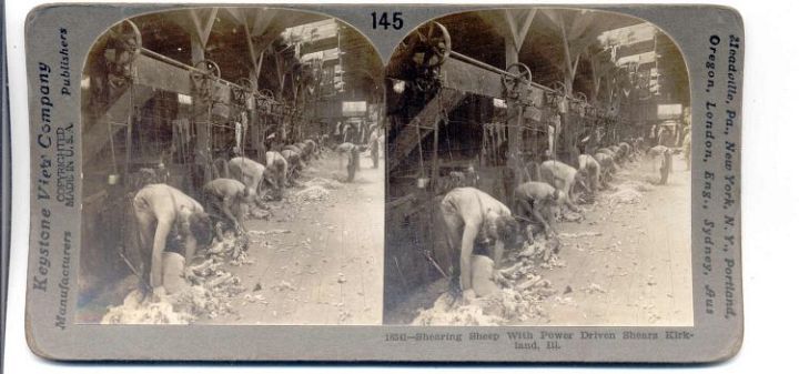 Sheep Shearing in IL