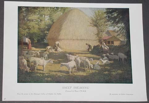 Sheep Shearing in Ireland