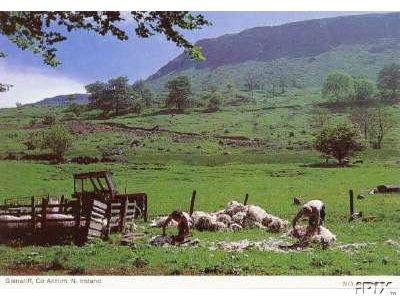 Sheep Shearing in Ireland1