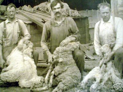 Sheep Shearing in Kansas in 1920