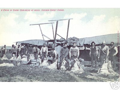 Sheep Shearing on Or