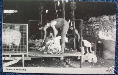 Sheep Shearing Rudyard Staffordshire