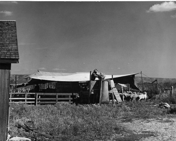 Sheep Shearing Tent Farming Landers Ranch Texas Photo 1950