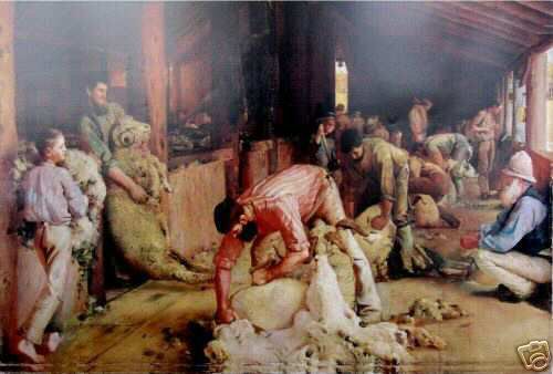 Sheep Shearing the Rams