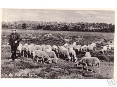 Sheep Shepherd Belgian