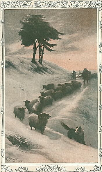 Sheep Shepherd Dog in Winter