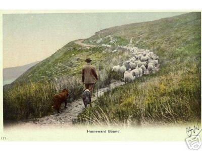 Sheep Shepherd Sheepdog Homebound