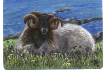 Sheep Shetland Ram in Repose