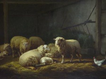 Sheep Sleeping in Barn