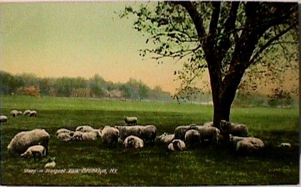Sheep Sleeping in NY